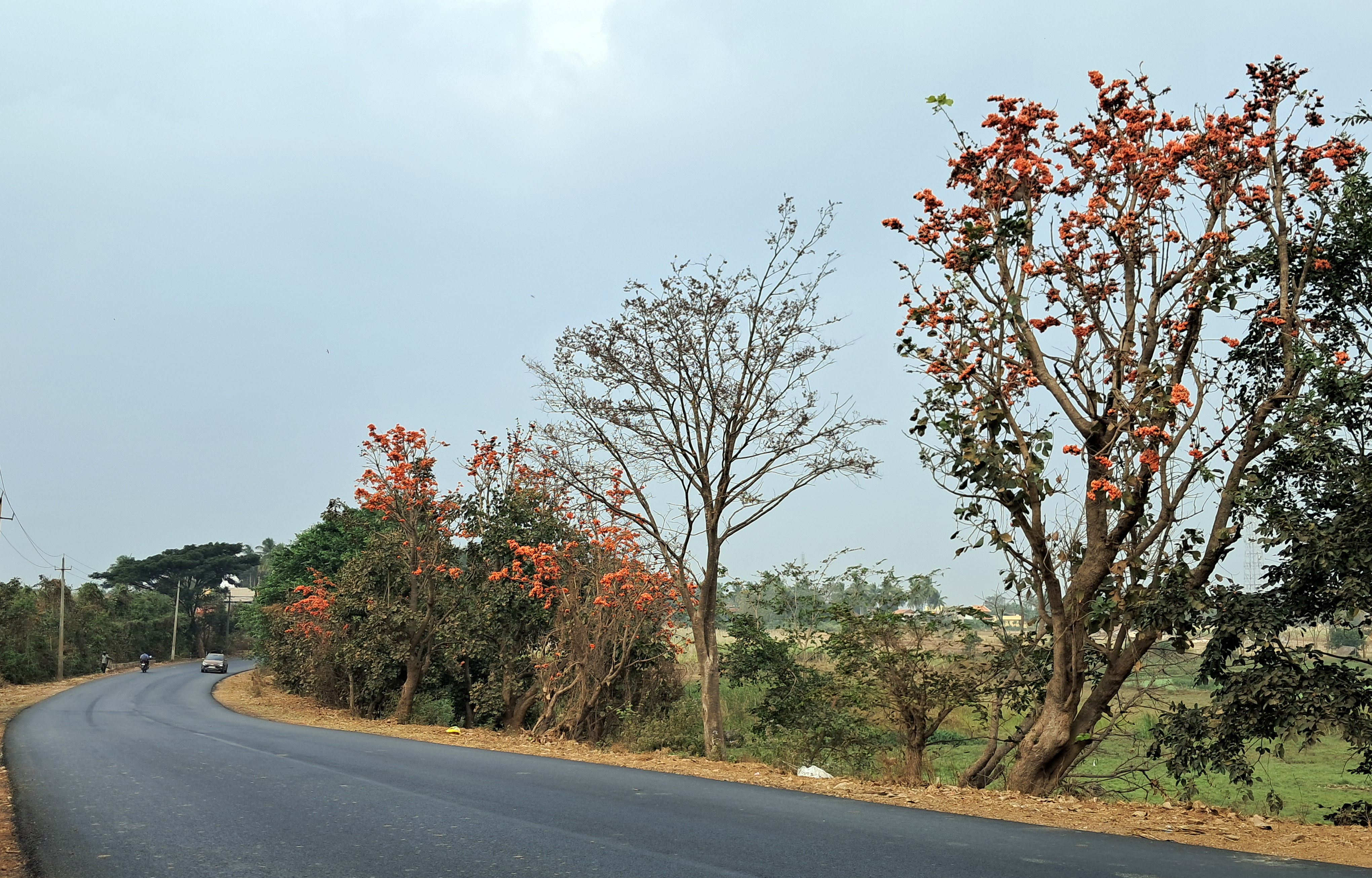 ಹೆದ್ದಾರಿ ಬದಿಯಲ್ಲಿ ಹೂವರಳಿಸಿ ನಿಂತ ದೇವವೃಕ್ಷ