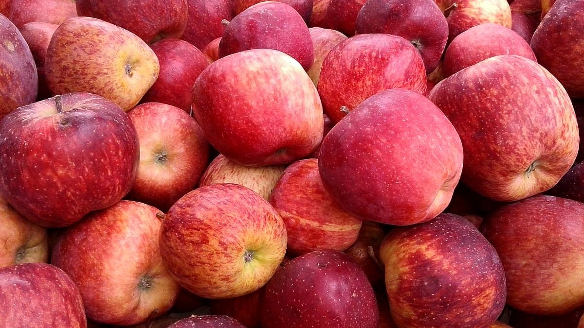 ಶಿಮ್ಲಾ: ಪೊಲೀಸರ ಈ ಕ್ರಮದಿಂದ ಸೇಬು ತುಂಬಿದ ವಾಹನಗಳ ಕಳ್ಳತನ ಗಮನಾರ್ಹ ಇಳಿಕೆ