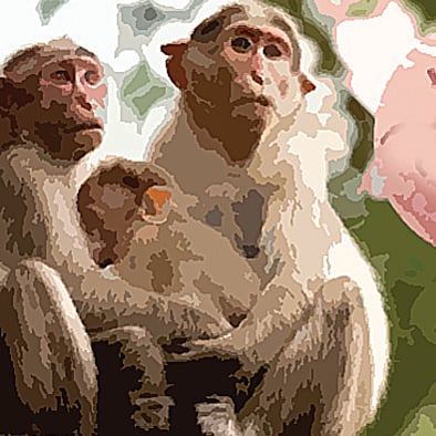 ಸಂಗತ | ಮಂಗನ ಕಾಯಿಲೆ: ನಿಗೂಢ ನಡೆ