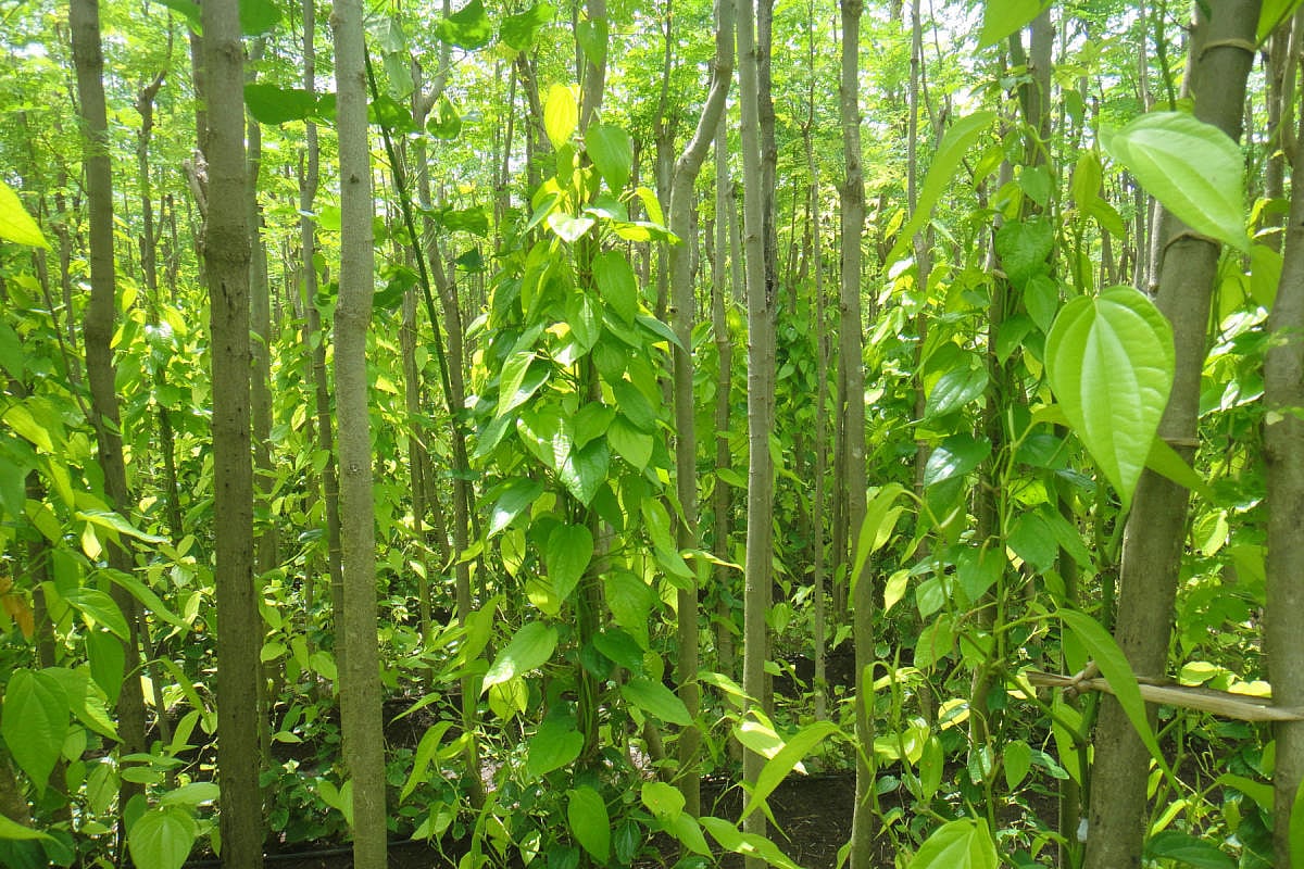 ತಮಿಳುನಾಡು, ತೆಲಂಗಾಣ, ಆಂಧ್ರದಿಂದ ಹೆಚ್ಚಿದ ಪೂರೈಕೆ; ವೀಳ್ಯದೆಲೆ ಧಾರಣೆ ಕುಸಿತ