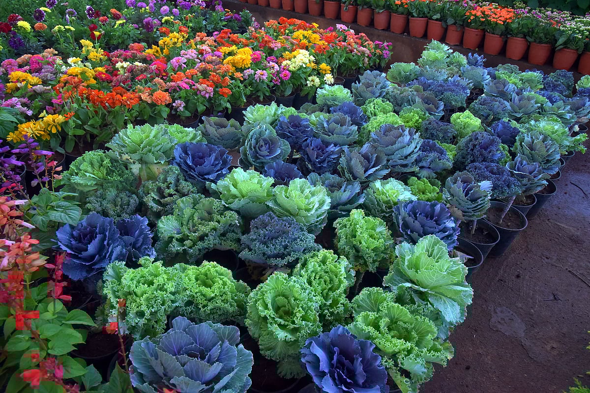 ವಿಜಯಪುರ: ಫಲಪುಷ್ಪ ಪ್ರದರ್ಶನ ಜನವರಿ 13 ರಿಂದ 