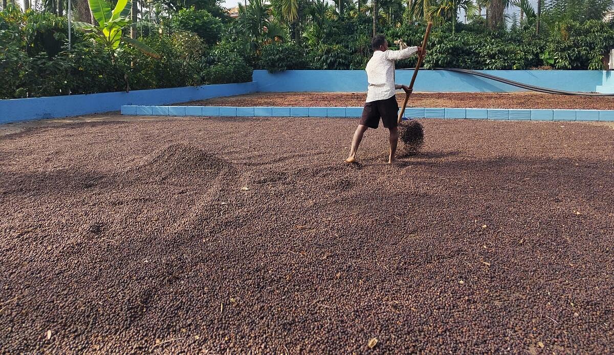 ರೊಬಸ್ಟಾ ಕಾಫಿಗೆ ಗರಿಷ್ಠ ಬೆಲೆ