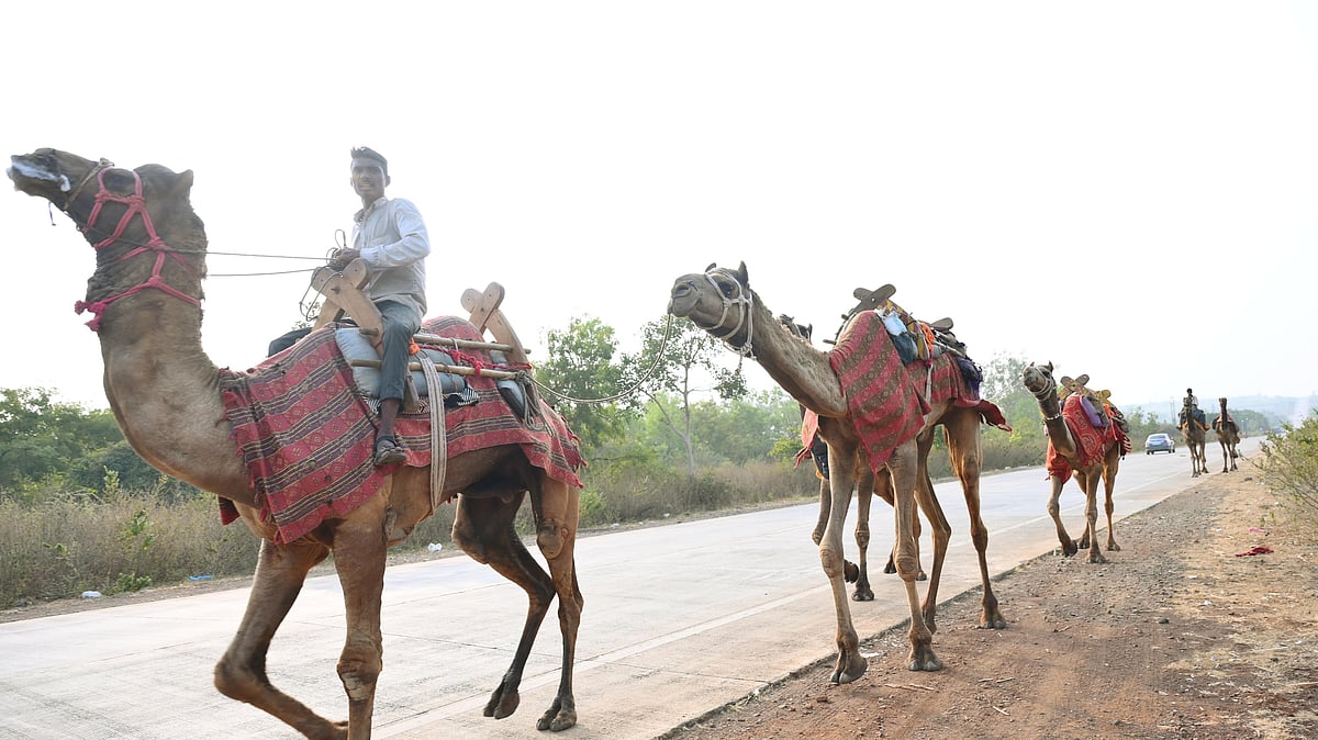 ಬೀದರ್‌ | ಬದುಕಿಗಾಸರೆಯಾದ ‘ಮರಳುಗಾಡಿನ ಹಡಗು’