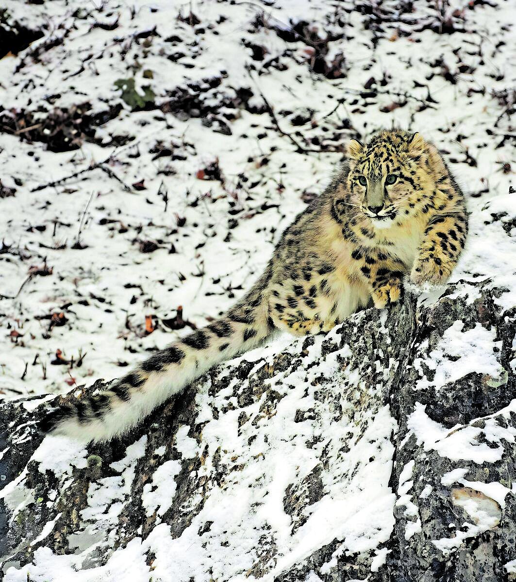 ಆಳ–ಅಗಲ: ದೇಶದಲ್ಲಿವೆ 718 ಹಿಮಚಿರತೆಗಳು...