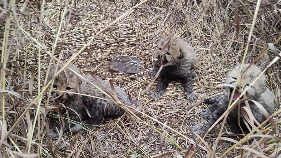 ಕುನೊ ರಾಷ್ಟ್ರೀಯ ಉದ್ಯಾನವನದಲ್ಲಿ 3 ಮರಿಗಳಿಗೆ ಜನ್ಮ ನೀಡಿದ 'ಜ್ವಾಲಾ' ಚೀತಾ