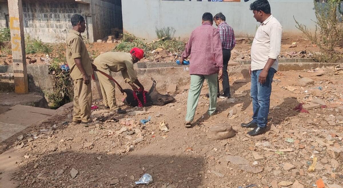 ಹುಮನಾಬಾದ್‌ನಲ್ಲಿ ವಾರದಿಂದ 80 ಹಂದಿಗಳ ಸಾವು: ಸಾರ್ವಜನಿಕರಲ್ಲಿ ಆತಂಕ