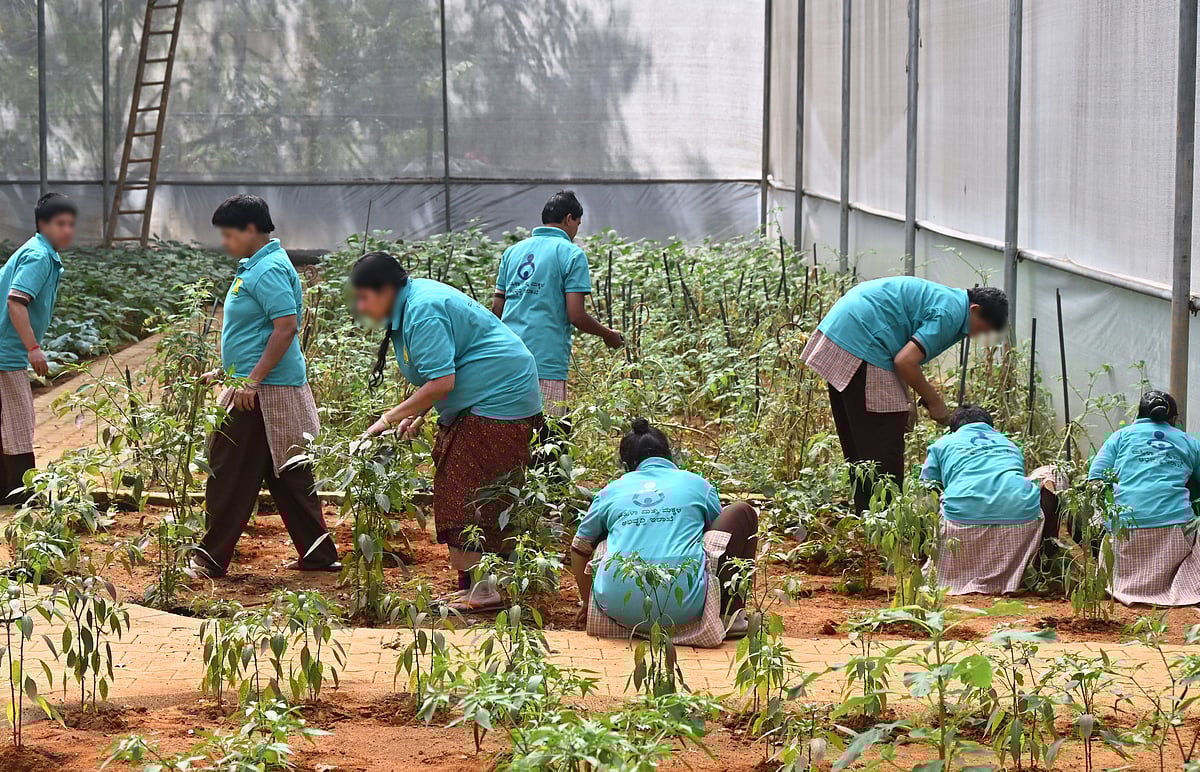 ತೋಟಗಾರಿಕೆ ಮೂಲಕ ‘ಪ್ರಕೃತಿ ಚಿಕಿತ್ಸೆ’: ಅಂಗವಿಕಲರ ಕೈಯಲ್ಲಿ ಅರಳಿದ ಕೈದೋಟ