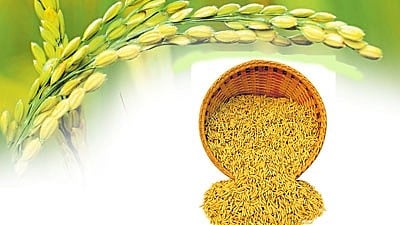 ಮಧುಮೇಹಿಗಳಿಗಾಗಿ ಕಡಿಮೆ ಕಾರ್ಬೊಹೈಡ್ರೇಟ್ ತಳಿಯ ಭತ್ತದ ಬೆಳೆದ ಒಡಿಶಾದ ರೈತ