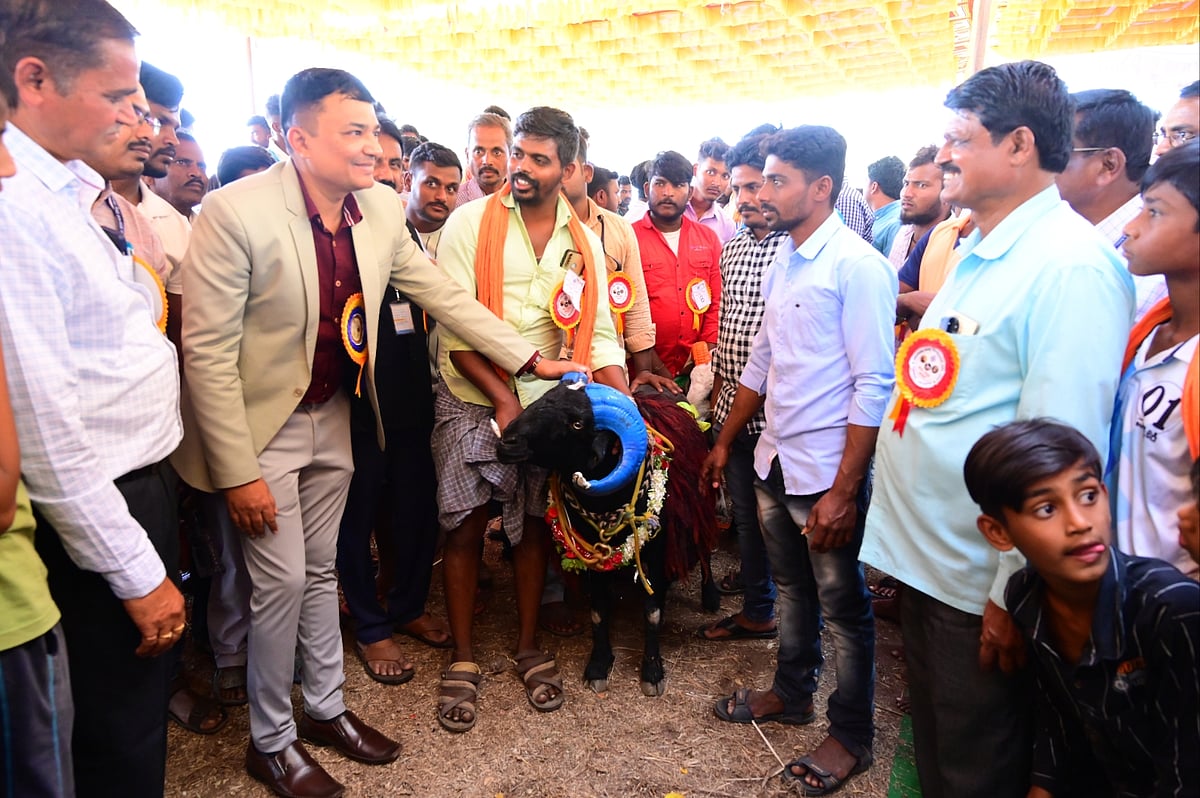 ಹಂಪಿ ಉತ್ಸವ | ಮದುವಣಗಿತ್ತಿಯಂತೆ ಸಿಂಗಾರಗೊಂಡ ಟಗರು