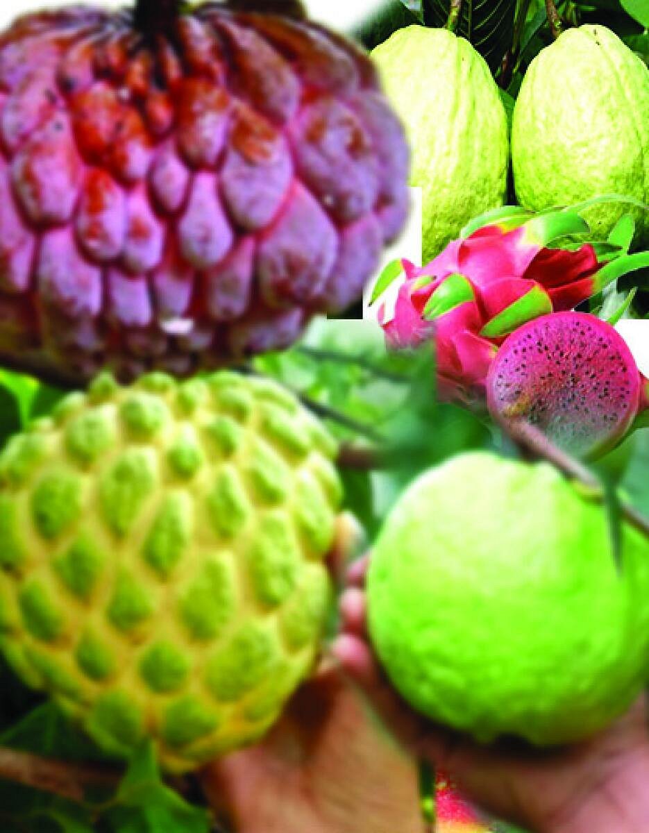 ವಿಶ್ಲೇಷಣೆ | ಕುಲಾಂತರಿ ಹಣ್ಣು: ಬೇಕು ನಿಯಂತ್ರಣ