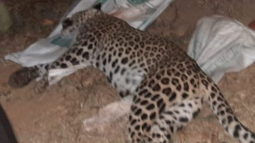 ತುಮಕೂರು: ಗುಬ್ಬಿ ಬಳಿ ವಾಹನ ಡಿಕ್ಕಿ ಹೊಡೆದು ಹೆಣ್ಣು ಚಿರತೆ ಸಾವು