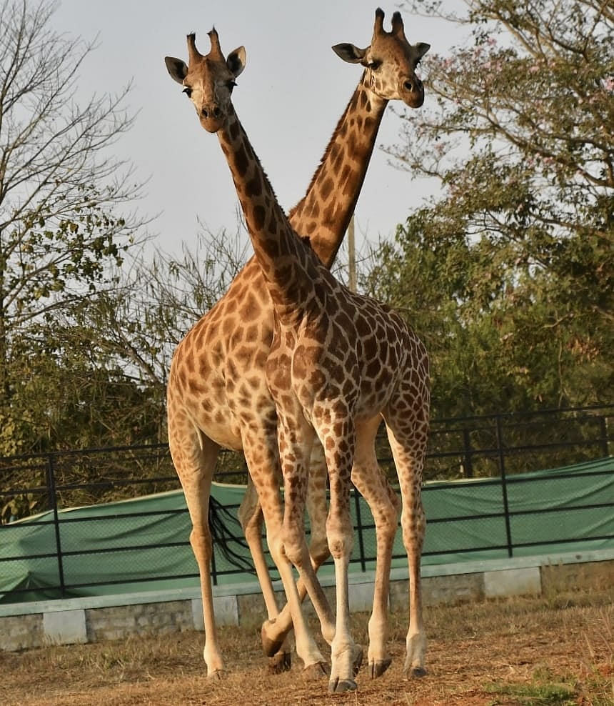‘ಗೌರಿ’ಗೆ ಜೊತೆಯಾದ ‘ಶಿವಾನಿ’: ಸಂಭ್ರಮ ಹೊತ್ತು ತಂದ ಮೈಸೂರಿನ ಹೊಸ ಗೆಳತಿ