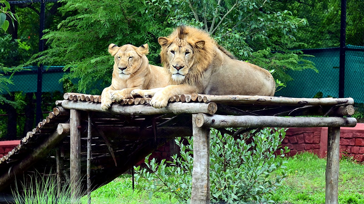 ಜೋಡಿ ಸಿಂಹಕ್ಕೆ ‘ಸೀತಾ’, ‘ಅಕ್ಬರ್’ ಎಂದು ನಾಮಕರಣ: ಹೈಕೋರ್ಟ್‌ ಮೆಟ್ಟಿಲೇರಿದ VHP!