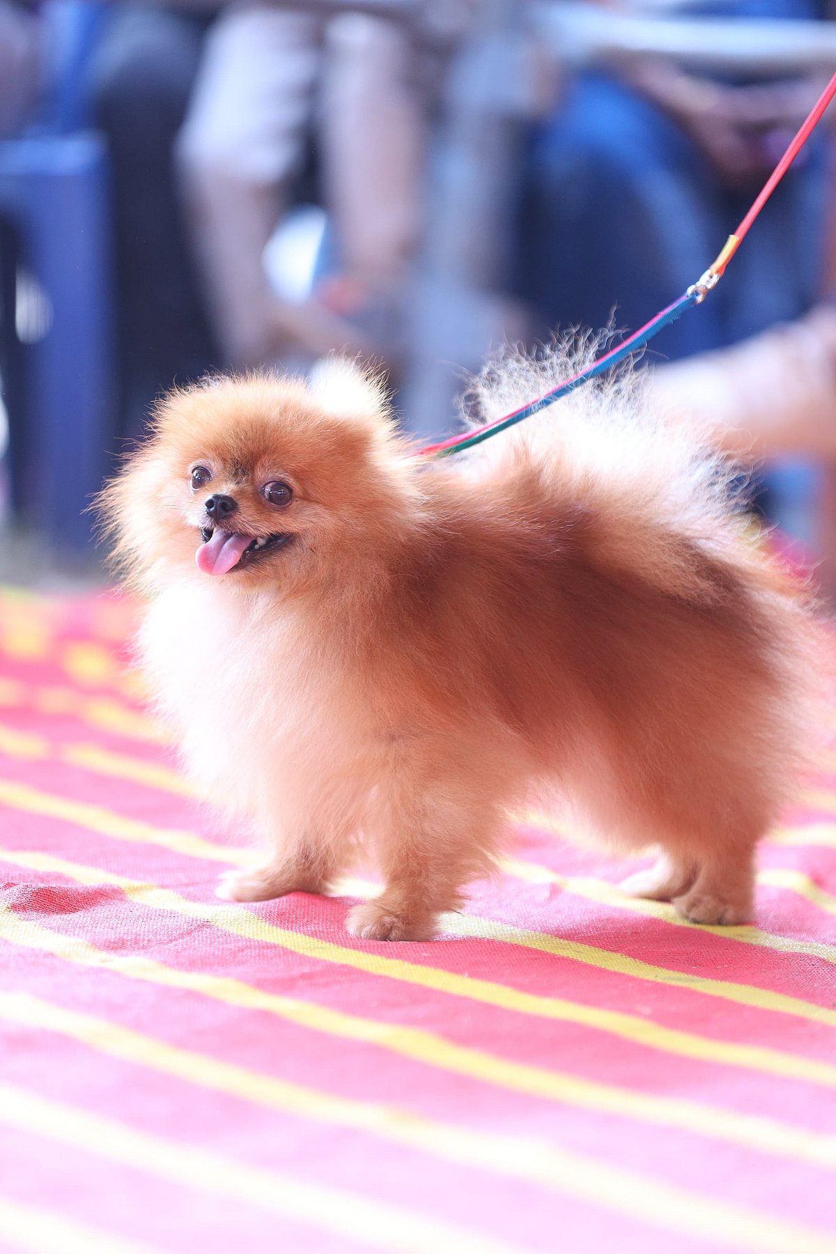 ಶ್ವಾನ ಪ್ರದರ್ಶನ:  ಬ್ರಾಂಡಿ, ರ‍್ಯಾಂಡಿ, ಚಿಂಟು 'ಚಾಂಪಿಯನ್’