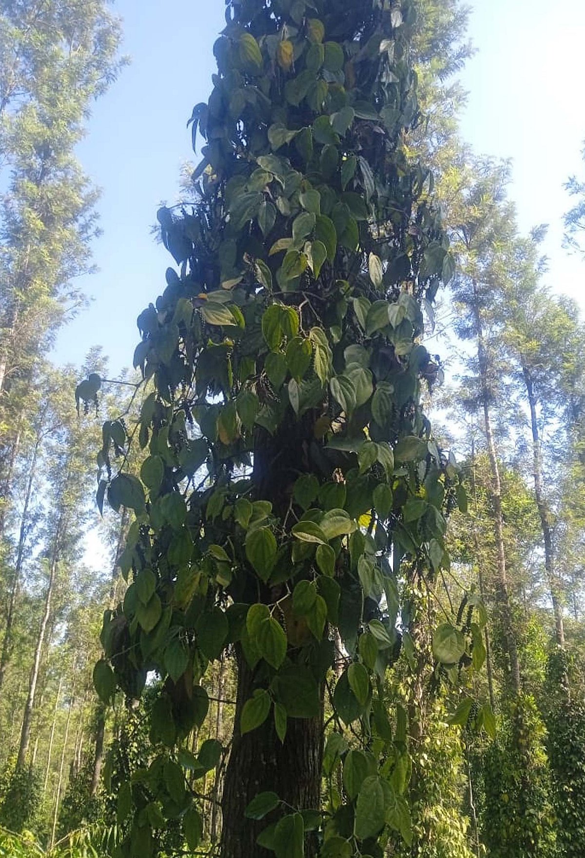 ನರಸಿಂಹರಾಜಪುರ: ನೀರಿನ ಕೊರತೆ ಸೊರಗುತ್ತಿದೆ ಮೆಣಸಿನ ಬಳ್ಳಿ