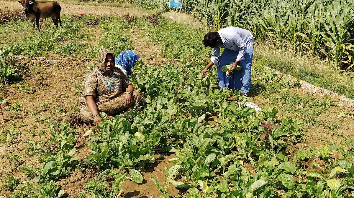ತಿಳವಳ್ಳಿ | ರೈತರ ಕೈಹಿಡಿದ ಸೊಪ್ಪು–ತರಕಾರಿ