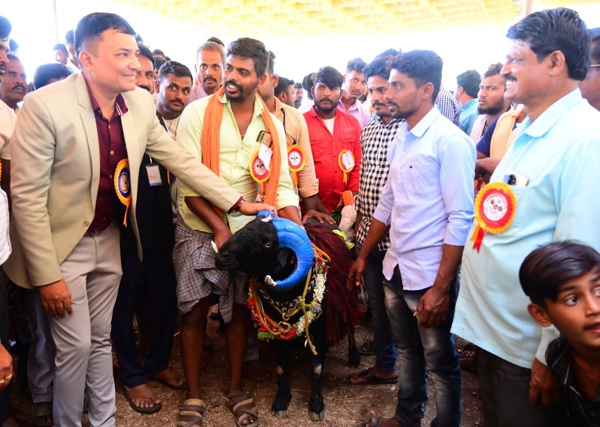 Hampi Utsava | ಪ್ರದರ್ಶನದಲ್ಲಿ ಮದುವಣಗಿತ್ತಿಯಂತೆ ಸಿಂಗಾರಗೊಂಡ ಟಗರುಗಳು