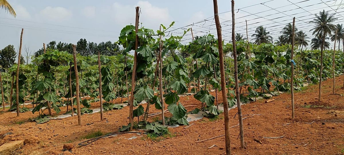 ಚಿಂತಾಮಣಿ | ಸಾವಯವ, ಸಮಗ್ರ ಕೃಷಿಯಲ್ಲಿ ಸಾಧನೆ 