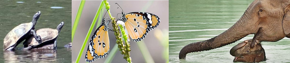 ಇಂದು ಪ್ರೇಮಿಗಳ ದಿನ: ಕಾಡಿನ ಹಾದಿಯಲ್ಲಿ ಪ್ರೀತ್ಸೋಣ ಬಾ!