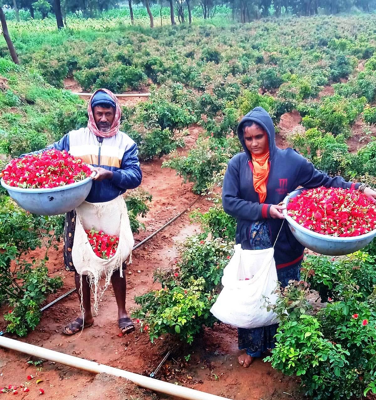 ಯಲಬುರ್ಗಾ: ಬದುಕು ಬದಲಿಸಿದ ಬಟನ್ ರೋಸ್‌ ಕೃಷಿ