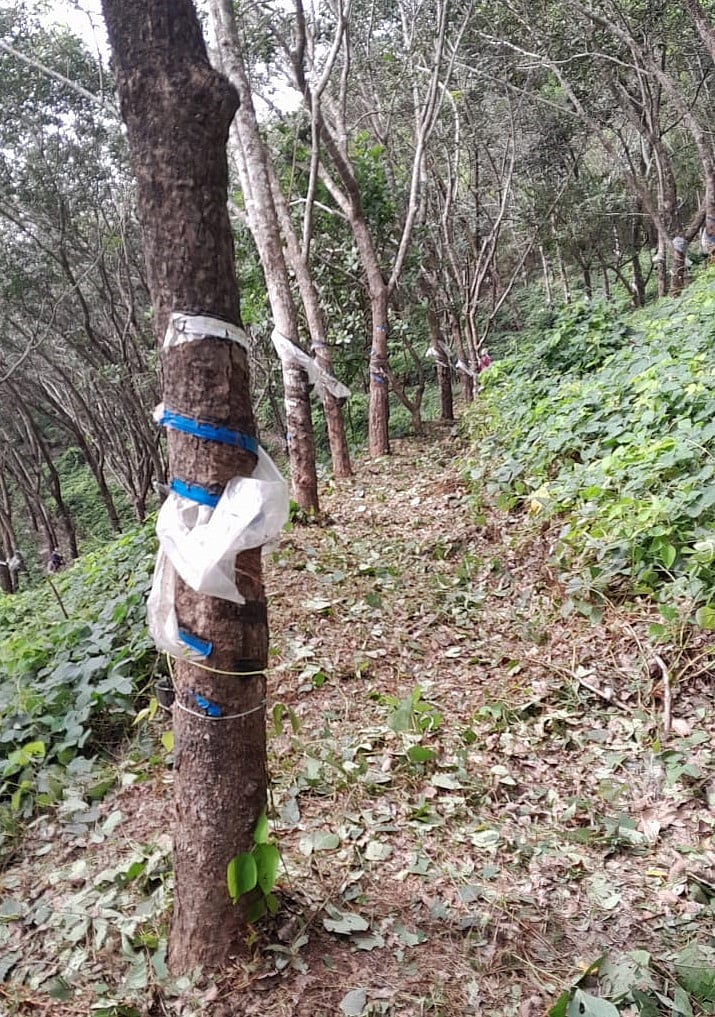 ರಾಜ್ಯದಲ್ಲಿ ಜಾರಿಯಾಗದ ಬೆಂಬಲ ಬೆಲೆ: ರಬ್ಬರ್‌ ದರ ಏರಿಕೆಯ ‘ತಾತ್ಕಾಲಿಕ’ ಖುಷಿ 