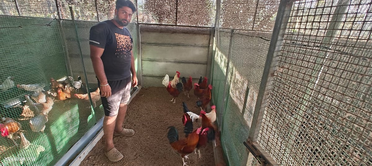 ಮಡಿಕೇರಿ: ಕುಕ್ಕುಟ್ಟೋದ್ಯಮಿಯಾಗಿ ಯಶಸ್ಸು ಕಂಡ ಎಂಬಿಎ ಪದವೀಧರ!