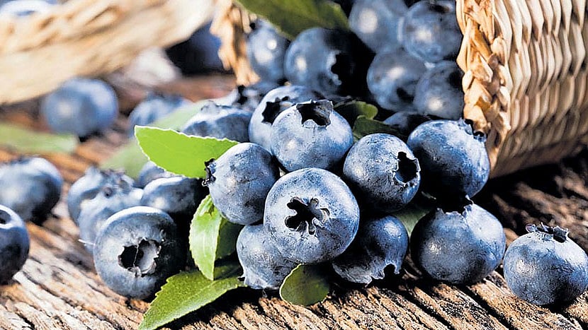 ಬ್ಲೂಬೆರ್ರಿ, ಟರ್ಕಿ ಮೇಲಿನ ಆಮದು ಸುಂಕ ಕಡಿತ; ಉದ್ದದ ಹತ್ತಿಗೆ ತೆರಿಗೆ ವಿನಾಯಿತಿ