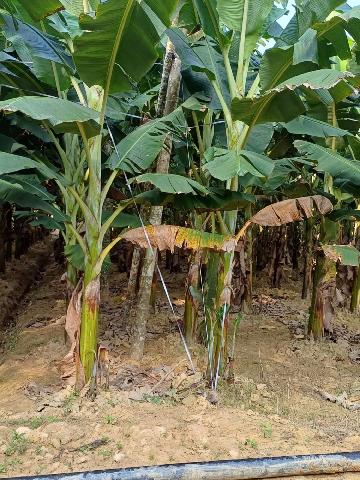 ನಾ‍ಪೋಕ್ಲುವಿನ ಚೋನಕೆರೆಯ ಸೋದರರಾದ ಶರತ್ ಕೊಂಬಂಡ ಸಂಜಯ್ ಕೊಂಬಂಡ ಅವರು ಬಾಳೆಗಿಡಗಳನ್ನು ಗಾಳಿಗೆ ಬೀಳದಂತೆ ತಡೆಯಲು ಕಟ್ಟಿರುವುದು