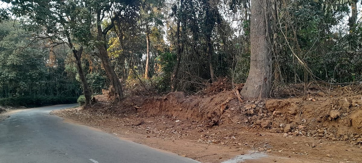 ಮಡಿಕೇರಿ: ರಸ್ತೆ ವಿಸ್ತರಣೆಗಾಗಿ 206 ಮರ ಹನನಕ್ಕೆ ಸಿದ್ಧತೆ 