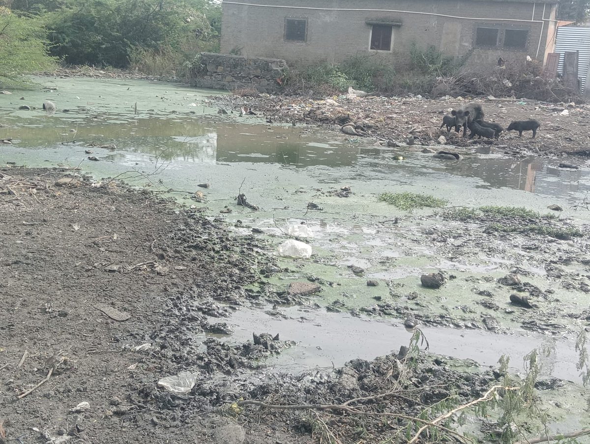 ಹಂದಿಗಳ ತಾಣವಾದ ರೈಲ್ವೆ ನಿಲ್ದಾಣ ಆವರಣ: ರೋಗದ ಭಯದಲ್ಲಿ ಸುತ್ತಲಿನ ನಿವಾಸಿಗಳು 