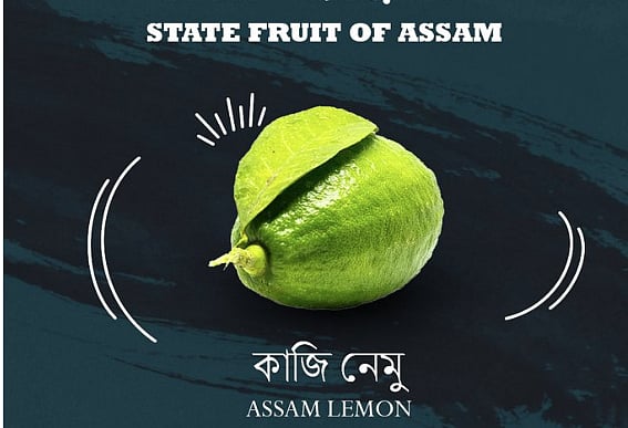 ಅಸ್ಸಾಂ: ಅತಿ ಬೇಡಿಕೆಯ ಕಾಜಿ ನೀಮುಗೆ ‘ರಾಜ್ಯ ಹಣ್ಣು’ ಸ್ಥಾನಮಾನ