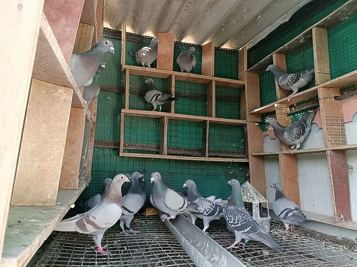 ‘ರೇಸಿಂಗ್ ಹೋಮರ್’ ಹವ್ಯಾಸಿ ನಿಸಂಕಿ: ವಿಶಿಷ್ಟ ಜಾತಿಯ ಪಾರಿವಾಳ ಸಾಕಾಣಿಕೆ