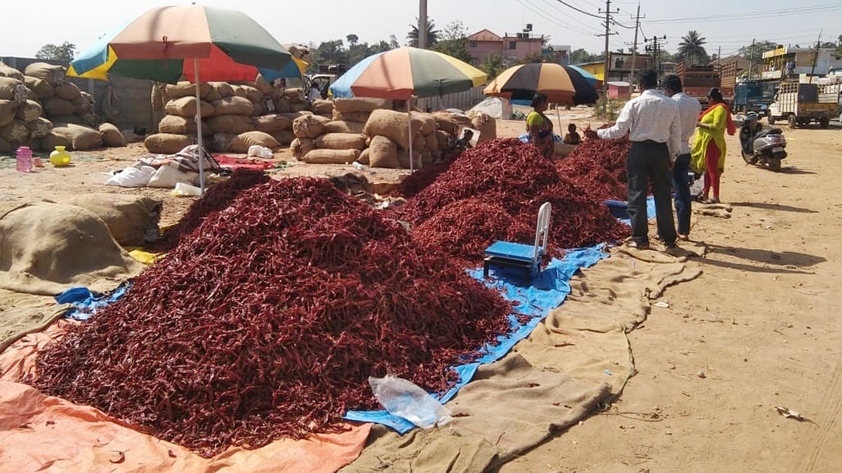 ಮಲೆನಾಡಿನ ಗ್ರಾಹಕರಿಗೆ ಸಿಹಿಯಾದ ಒಣ ಮೆಣಸಿನಕಾಯಿ 