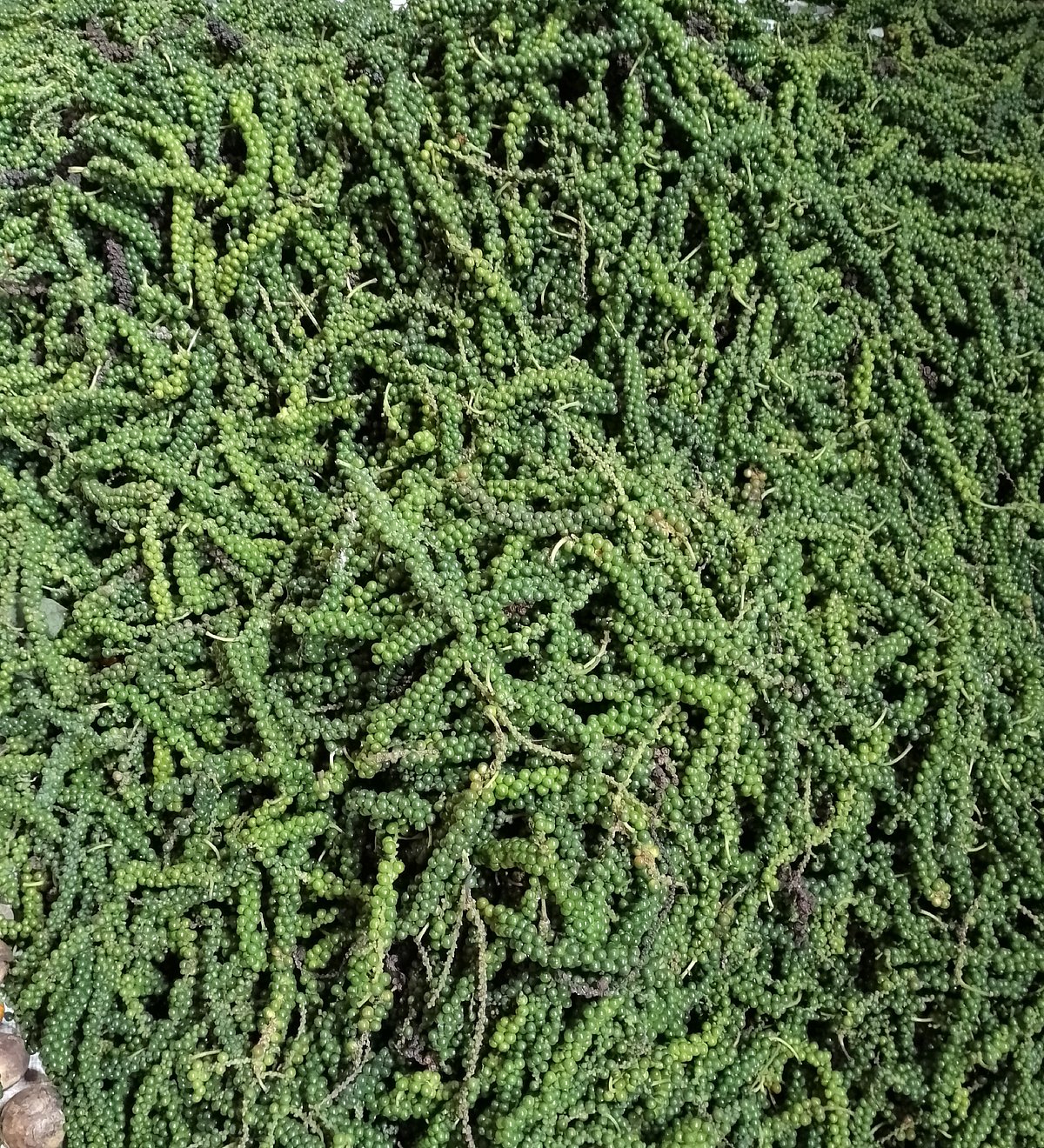 ಕಾಳುಮೆಣಸು ದರ ಕುಸಿತ, ಬೆಳೆಗಾರರು ಕಂಗಾಲು