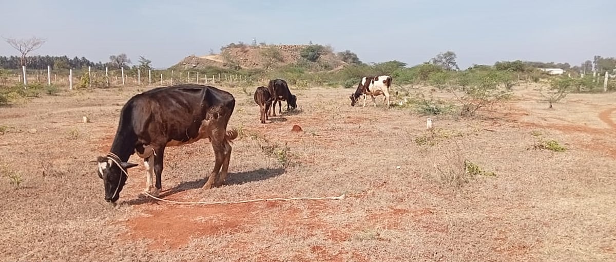 ಚಾಮರಾಜನಗರ: ಬರಗಾಲ- ಮೇವಿನ ಕೊರತೆ ಕಾಡುವ ಆತಂಕ