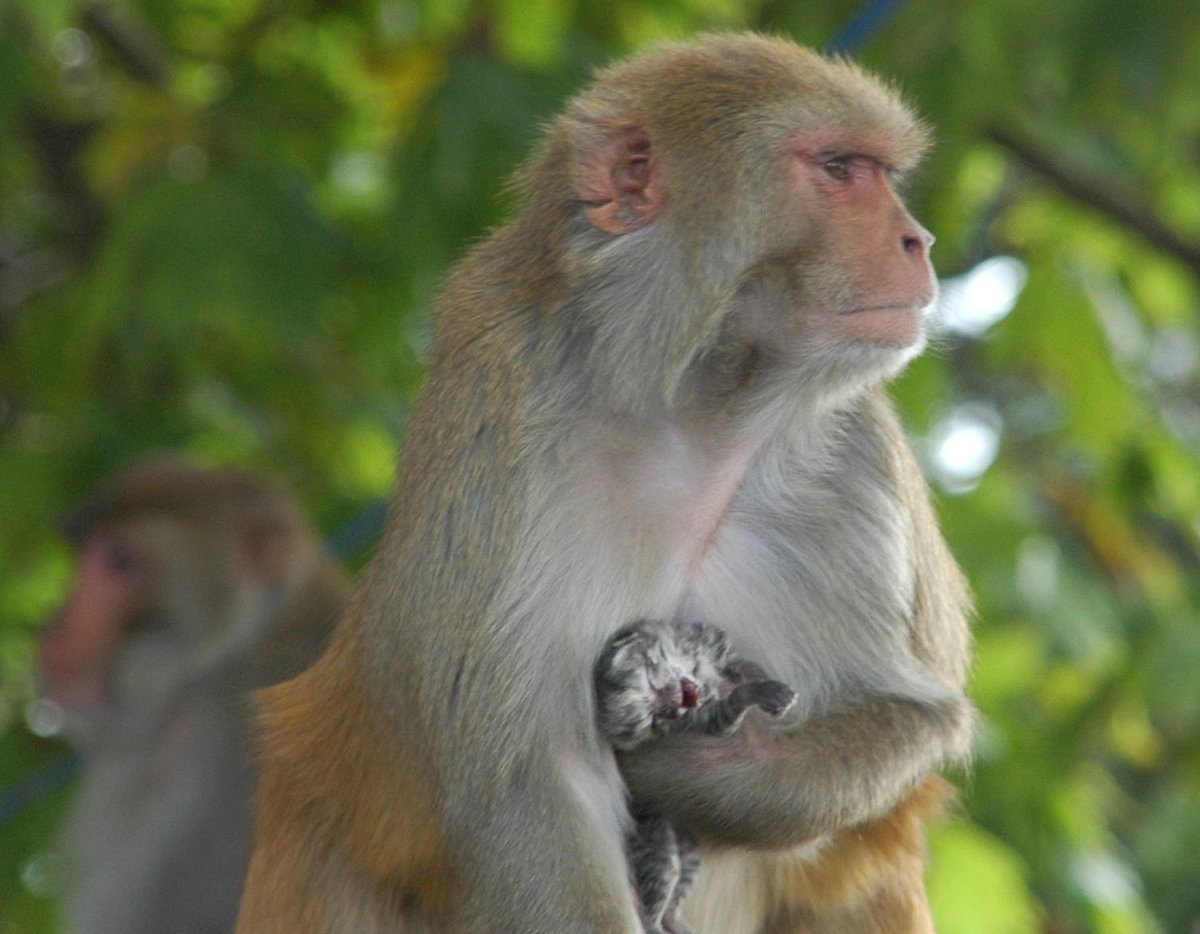 ಉಡುಪಿ: ಕರಾವಳಿಗೆ ಕಾಲಿಟ್ಟ ಮಂಗನ ಕಾಯಿಲೆ, ಕಾಡಂಚಿನ ಗ್ರಾಮಗಳಲ್ಲಿ ಆತಂಕ