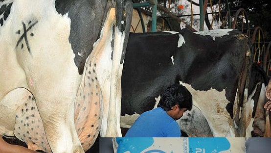 ಧಾರವಾಡ ಹಾಲು ಒಕ್ಕೂಟ: ₹ 14 ಕೋಟಿ ಹಾಲಿನ ಪ್ರೋತ್ಸಾಹಧನ ಬಾಕಿ