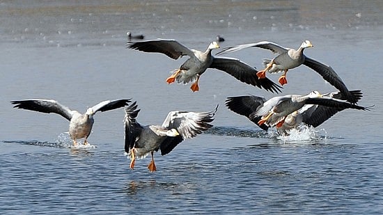 ಅಳಿವಿನಂಚಿಗೆ ಜಾರುತ್ತಿವೆ ವಲಸೆ ಜೀವಿಗಳು; ವಿಶ್ವಸಂಸ್ಥೆ ಆಘಾತ