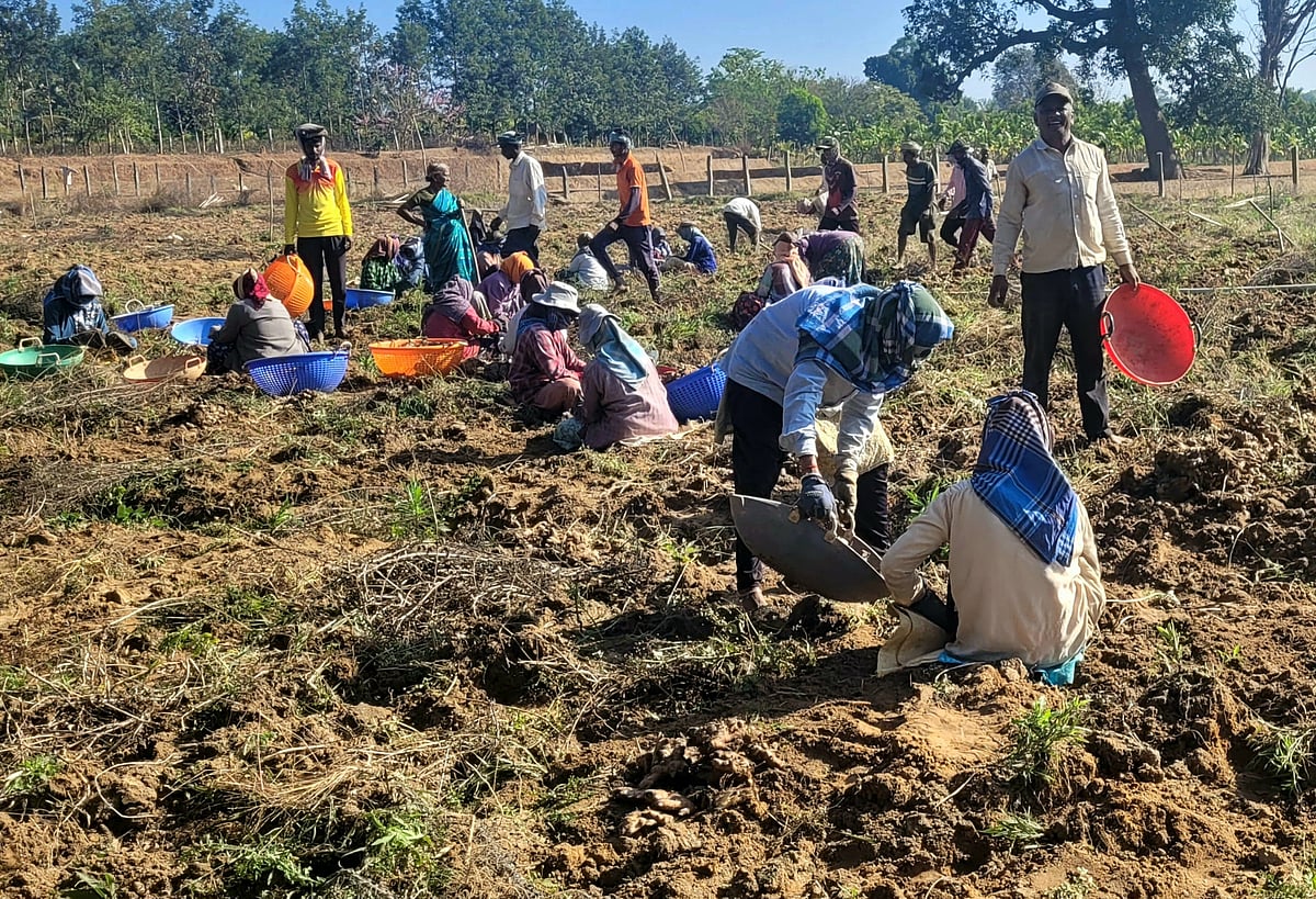 ರಿಪ್ಪನ್‌ಪೇಟೆ | ಶುಂಠಿ ಅಧಿಕ ಇಳುವರಿ: ರೈತರ ಹರ್ಷ
