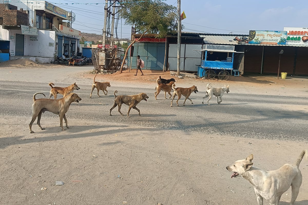 ನಾಯಿಗಳ ಹಾವಳಿ | ಮನುಷ್ಯರ ಪ್ರಕರಣಗಳಲ್ಲೂ ಇಷ್ಟೊಂದು ಅರ್ಜಿ ಬರುವುದಿಲ್ಲ: ಕೋರ್ಟ್
