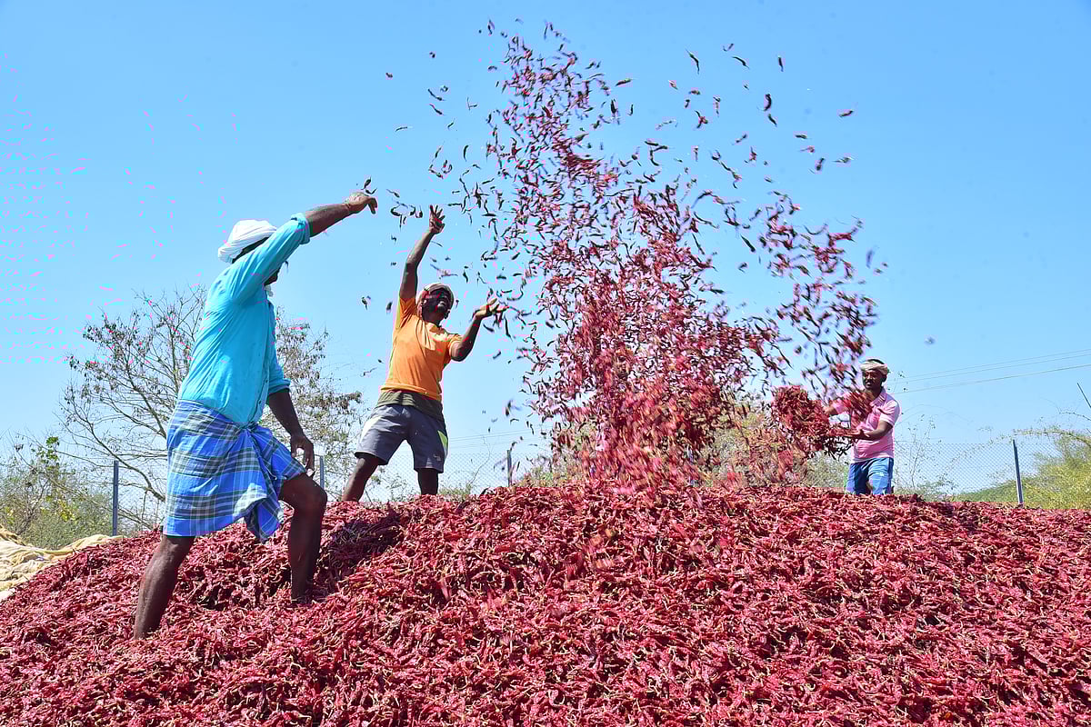 ಬ್ಯಾಡಗಿ ಮೆಣಸಿನಕಾಯಿ ಆವಕದಲ್ಲಿ ಮತ್ತೆ ಇಳಿಕೆ
