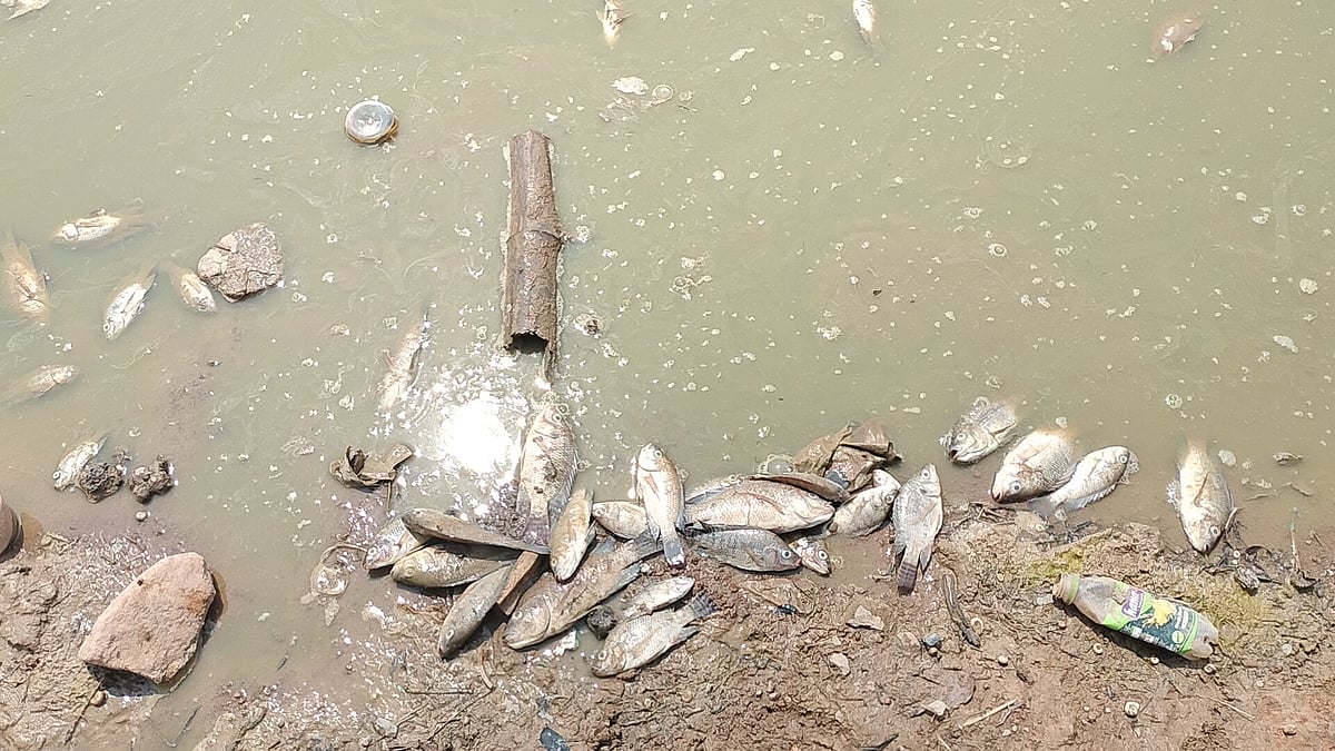 ಬೆಟ್ಟಹಳ್ಳಿ ಕೆರೆಯಲ್ಲಿ ಮೀನುಗಳ ಸಾವು