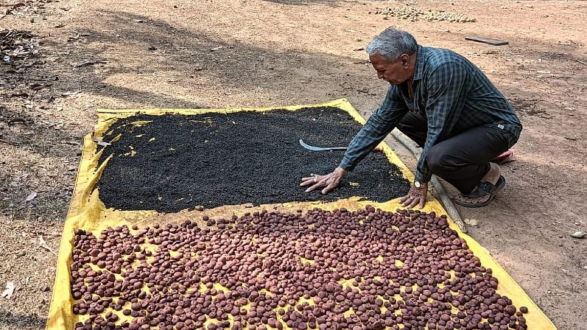 ಕಾಳುಮೆಣಸು ಜಿಎಸ್‌ಟಿ ವ್ಯಾಪ್ತಿಗೆ ಬೇಡ: ಕರ್ನಾಟಕ ಬೆಳೆಗಾರರ ಸಂಘ ಒತ್ತಾಯ
