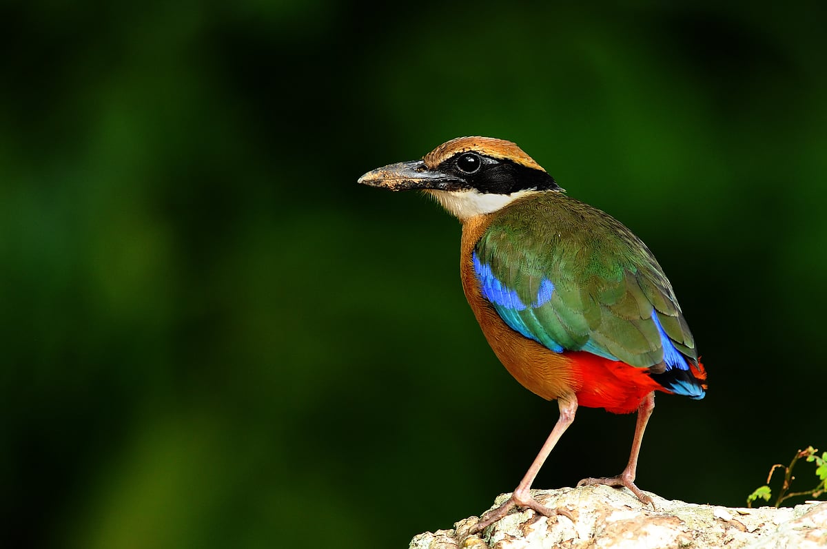 ನವರಂಗಿಯ ನೆಪದಲ್ಲಿ...