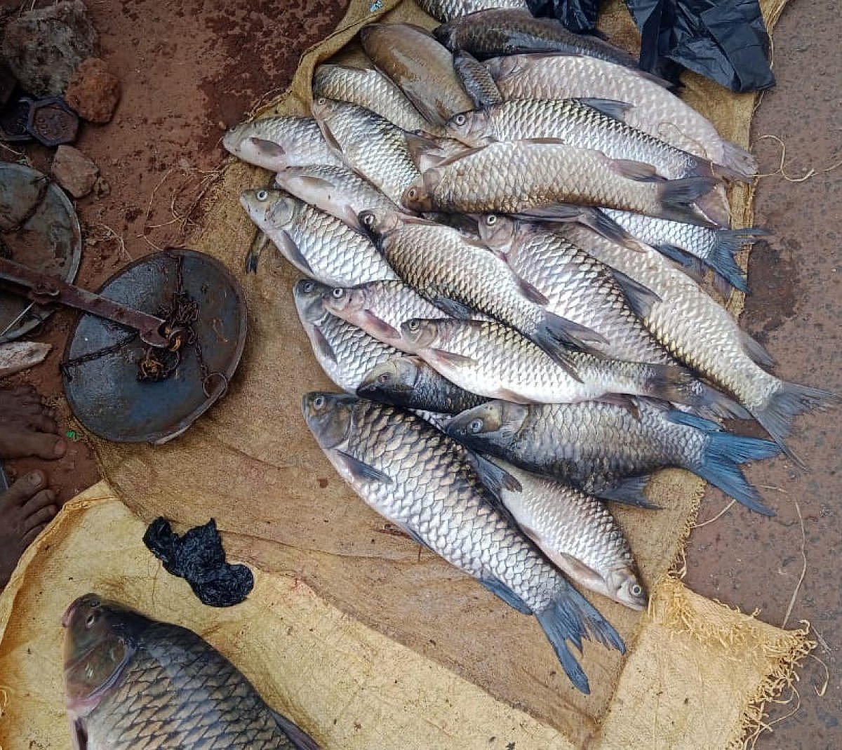 ಶಿವಮೊಗ್ಗ: ಮೊಹಶೀರ್ - ಪಂಟಿಯಾಸ್‌ ಮೀನು ತಳಿ ಉಳಿಸಲು ತುಂಗೆಗೆ ಕಾವಲು