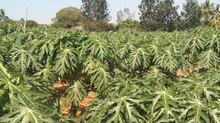 ಕೃಷಿ ಖುಷಿ | ಪರಂಗಿ ಬೆಳೆಯಲ್ಲಿ ಹೊಸ ಪ್ರಯೋಗ 