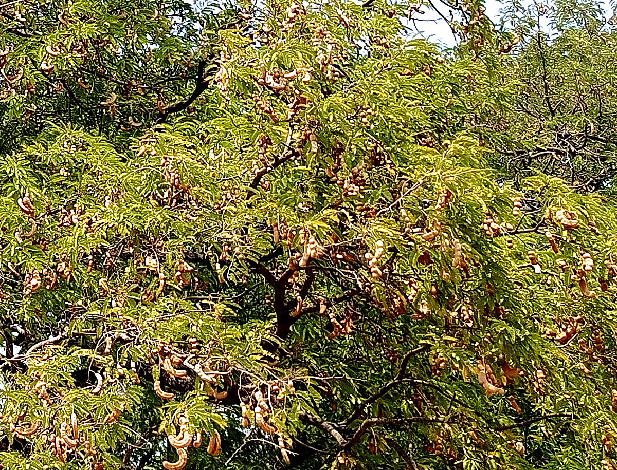 ಹುಣಸೆ ಸುಗ್ಗಿ; ಉದ್ಯೋಗ ಸೃಷ್ಟಿ