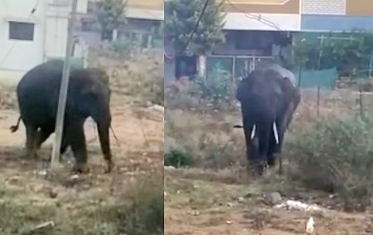 Video | ಬೆಳಗಾವಿ‌ ನಗರಕ್ಕೆ ನುಗ್ಗಿದ ಕಾಡಾನೆ: ಅಚ್ಚರಿಗೊಂಡ ಜನರು