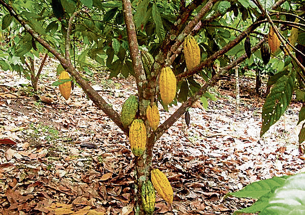ಹಸಿ ಕೊಕ್ಕೊ ಧಾರಣೆ ಏರಿಕೆ