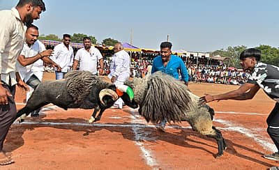 ದಾವಣಗೆರೆಯ ಐತಿಹಾಸಿಕ ಶ್ರೀ ದುರ್ಗಾಂಭಿಕಾ ದೇವಿ ಜಾತ್ರಾ ಮಹೋತ್ಸವ ಅಂಗವಾಗಿ ದೇವರಾಜ್ ಅರಸ್ ಬಡಾವಣೆಯ ಮೈದಾನದಲ್ಲಿ ಶ್ರೀ ದುರ್ಗಾಂಭಿಕಾ ದೇವಿ ದೇವಸ್ಥಾನ ಸಮಿತಿ ಆಯೋಜಿಸಿದ್ದ ಟಗರು ಕಾಳಗದಲ್ಲಿ ಸೆಣಸಾಡುತ್ತಿರುವ ಟಗರುಗಳು